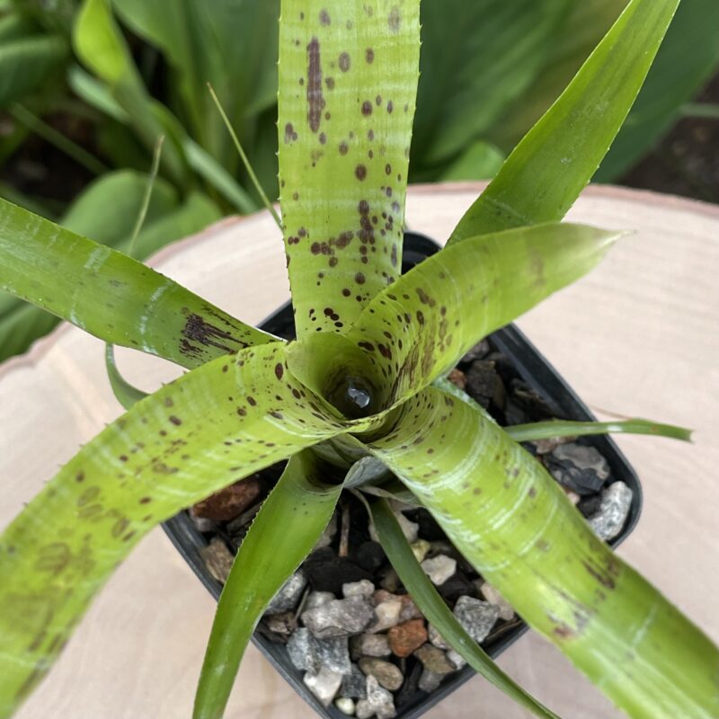 Neoregelia pauciflora
