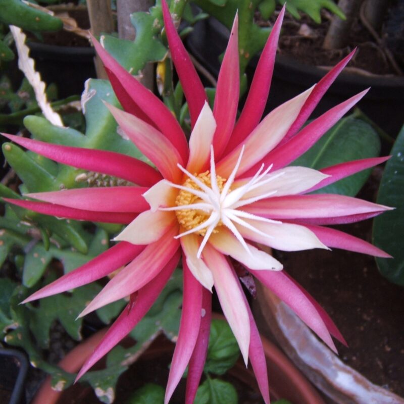 Selenicereus anthonyanus