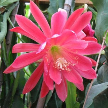 Epiphyllum 'Kermesiaus Magnus'