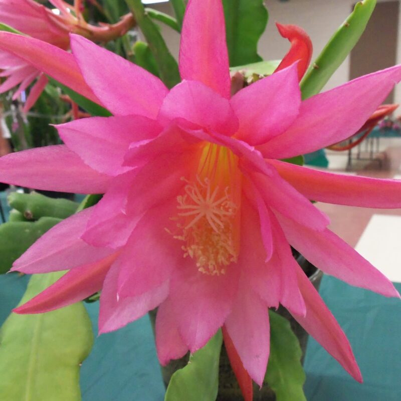 Epiphyllum 'Pink Parrot'