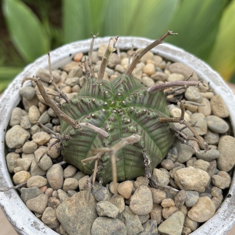 Euphorbia meloformis fma valida (4-5cm)