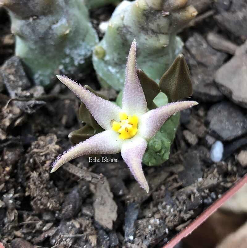 Piaranthus cornutus var. cornutus PVB5226 (Pofadder)