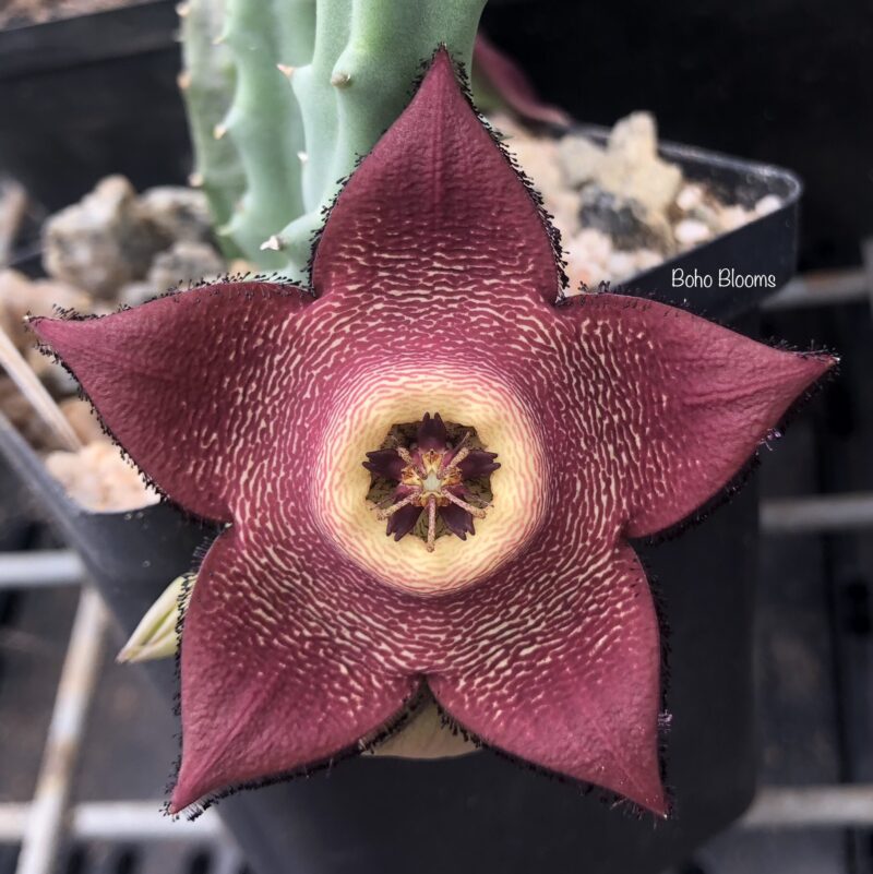 Tromotriche revoluta fma tigrida