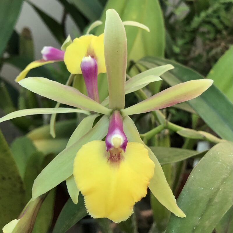 Epicattleya Rene Marques x Brassavola Cucullata