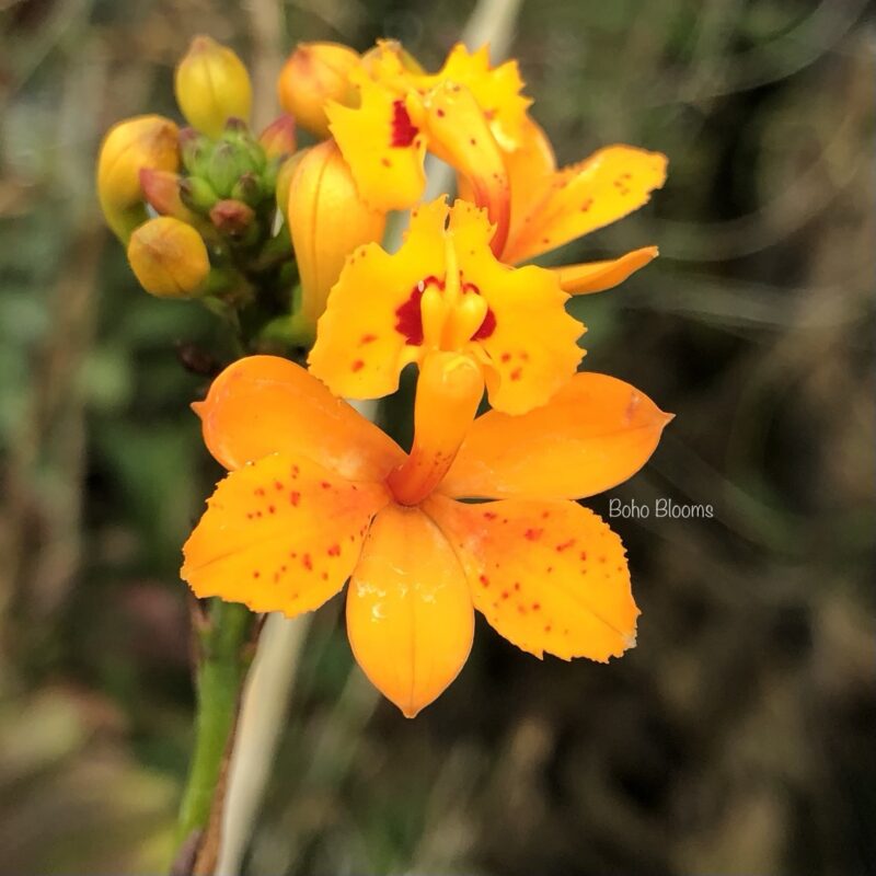 Epidendrum fulgens