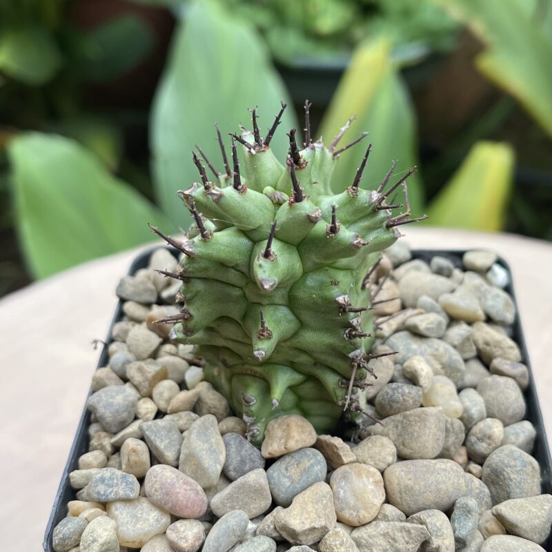 Euphorbia horrida fma monstruosa