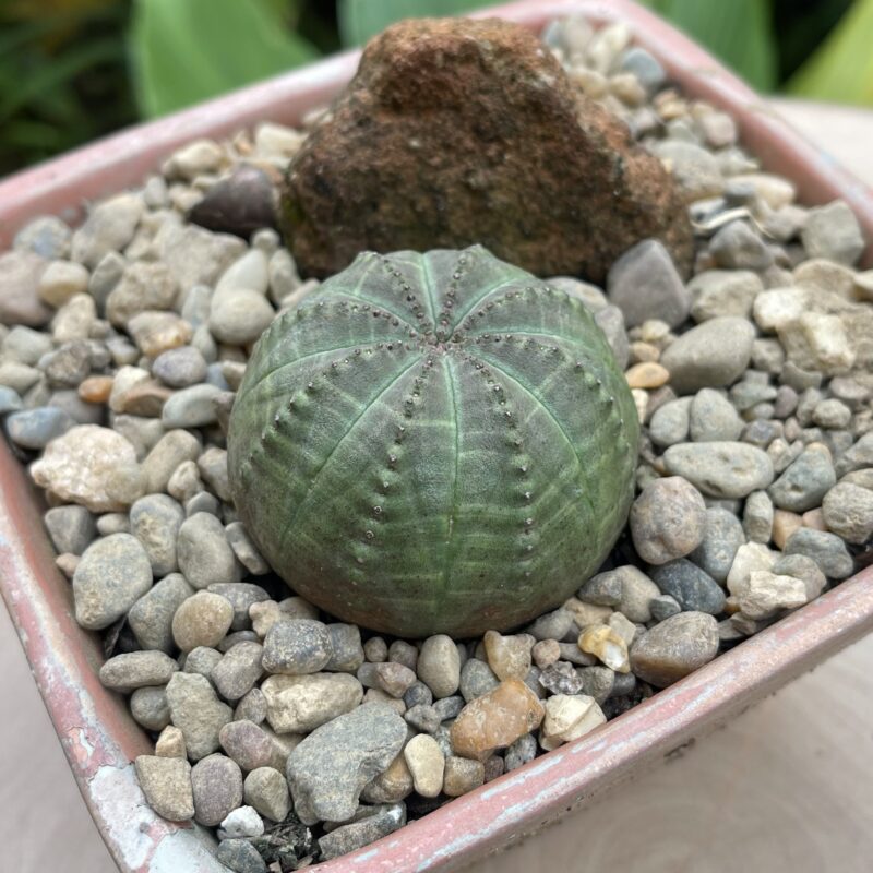 Euphorbia obesa