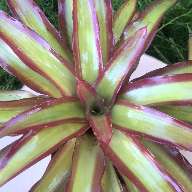 Neoregelia 'Shelldance'