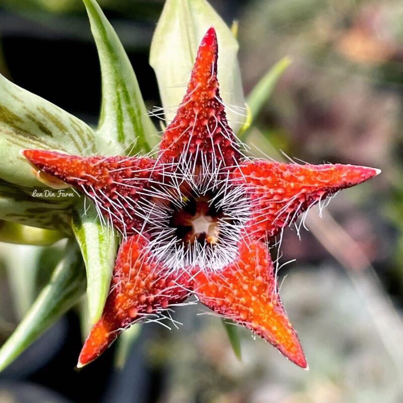 Orbea tubiformis