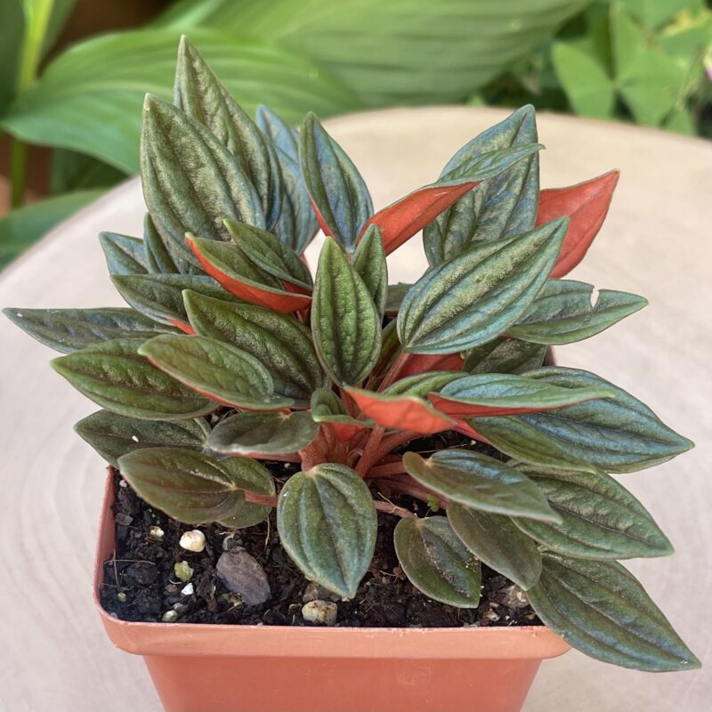 Peperomia 'Zorro'