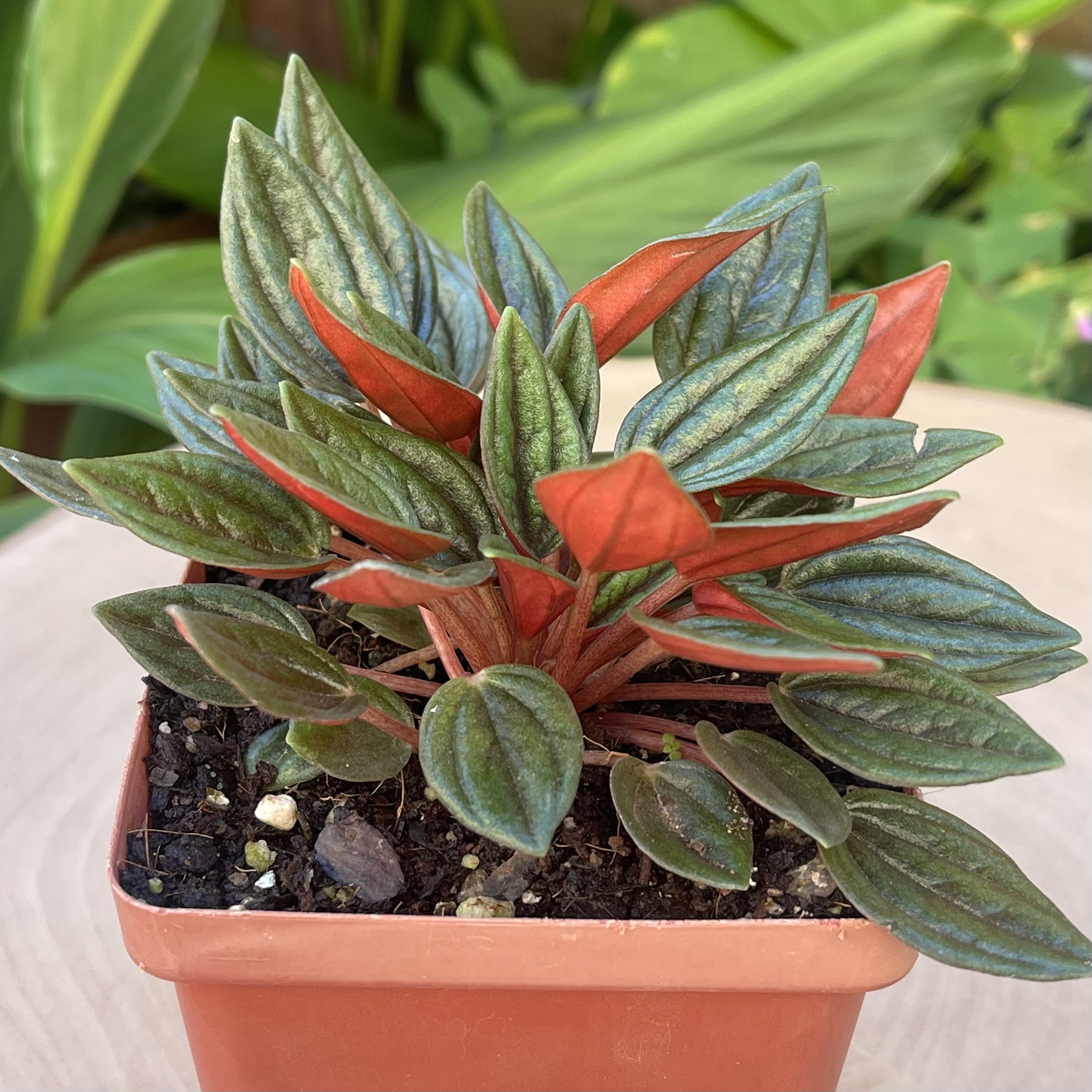 Peperomia 'Zorro' - Image 2