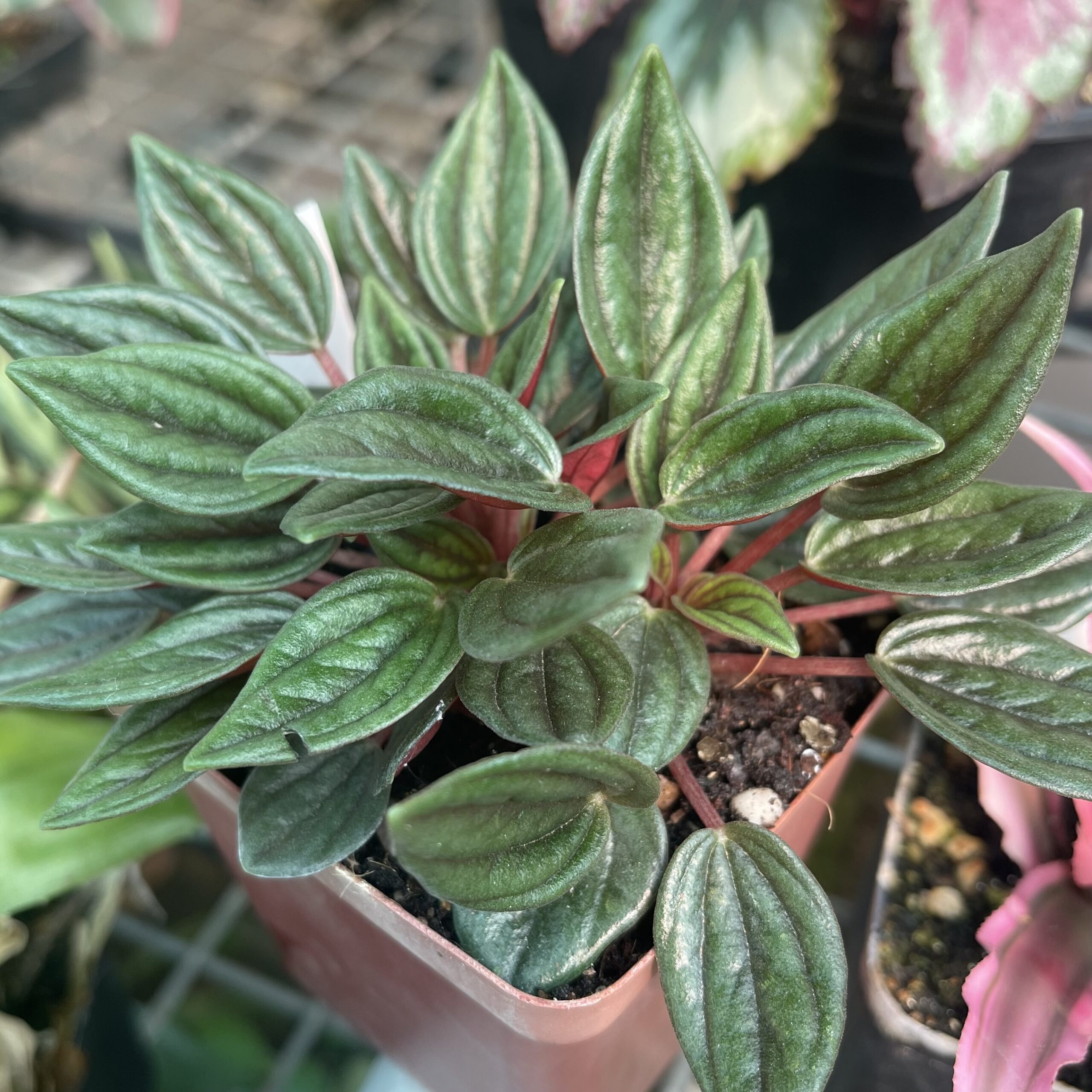 Peperomia 'Zorro' - Image 3