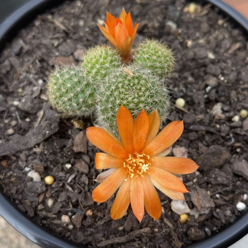 Rebutia sp. (Orange)