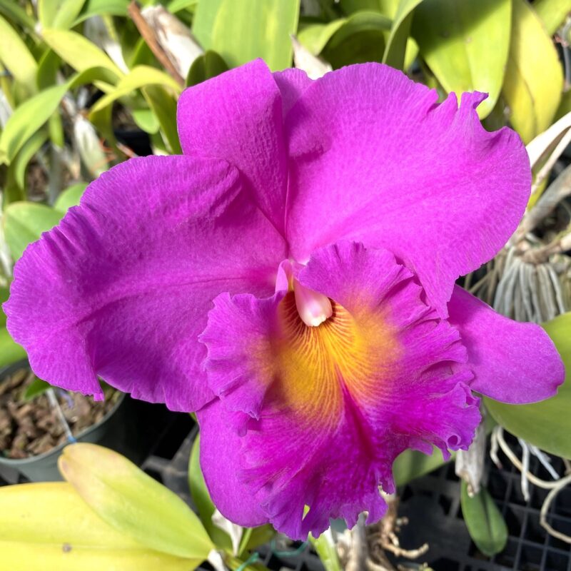 Rlc. Pink Empress 'Ju-Sen' AM/AOS