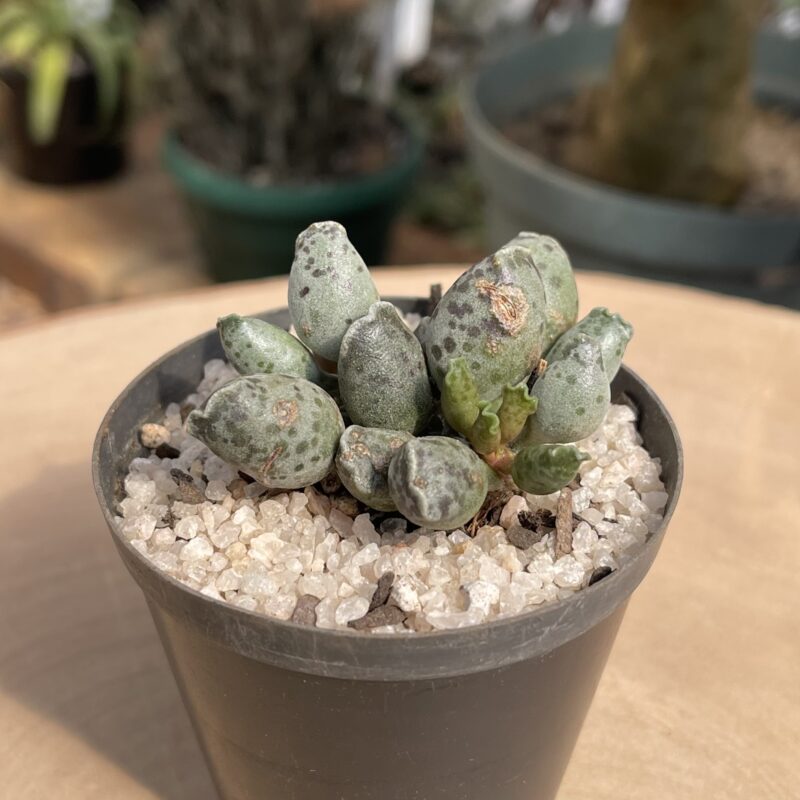 Adromischus cooperi v. festivus
