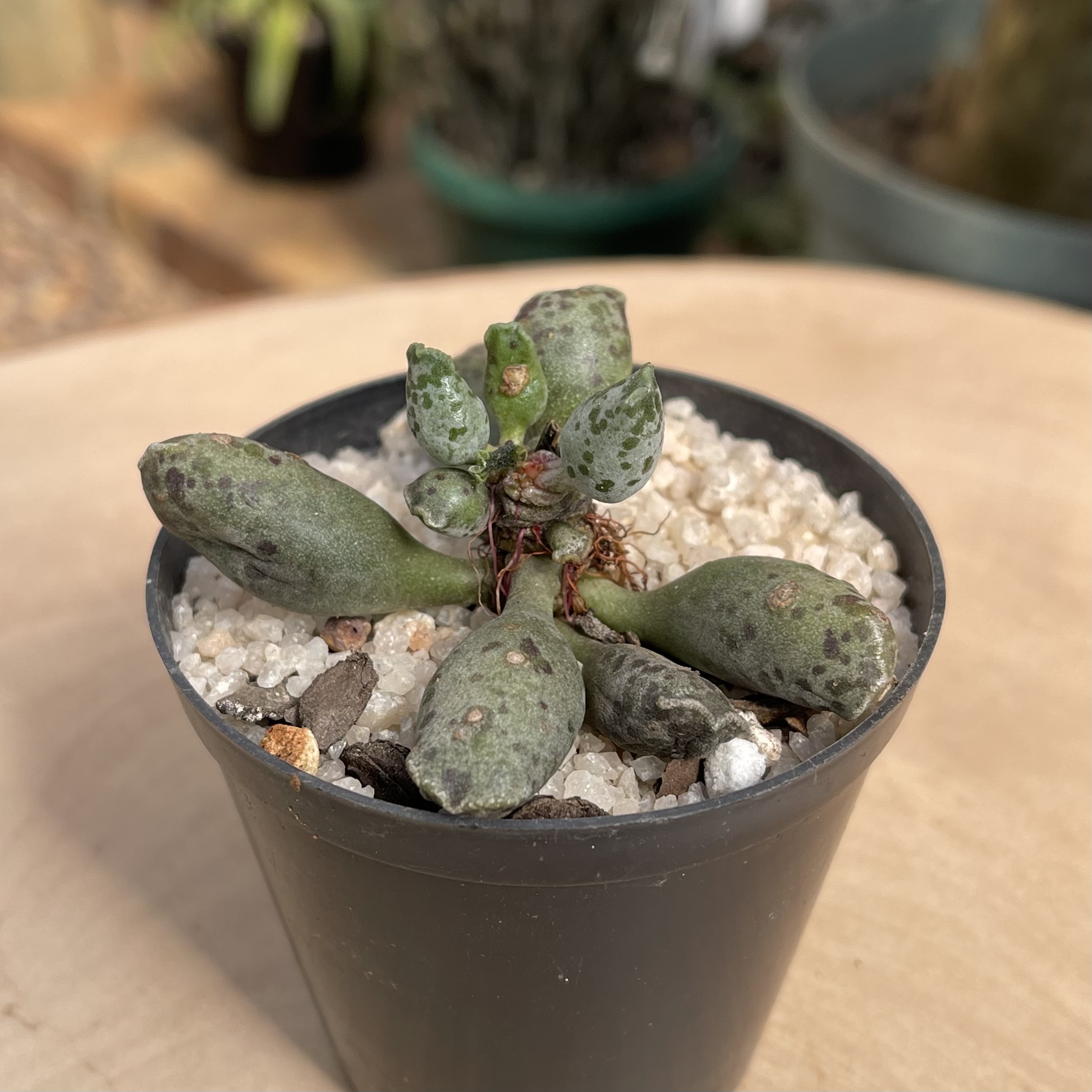 Adromischus cooperi v. festivus - Image 2