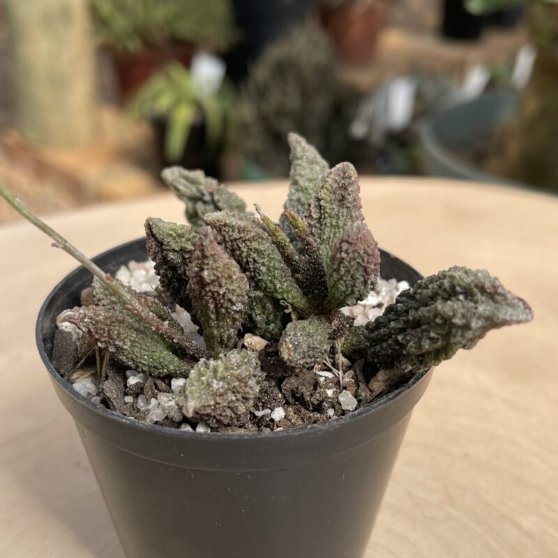 Adromischus marianiae f. herrei 'Red'
