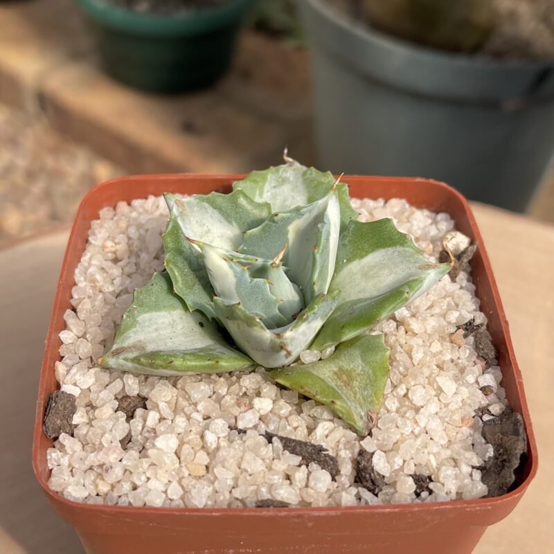 Agave isthmensis 'Ohi Raijin Shiro Nakafu'