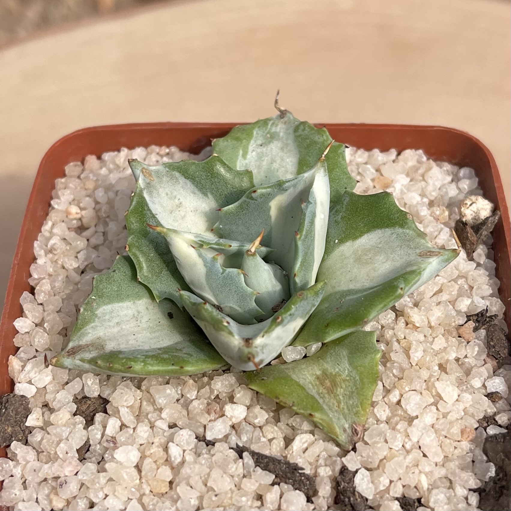 Agave isthmensis 'Ohi Raijin Shiro Nakafu' - Image 2