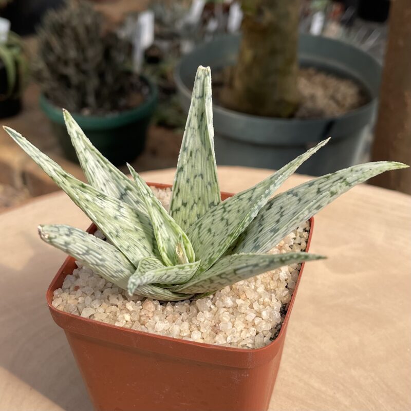 Aloe 'Quick Silver'