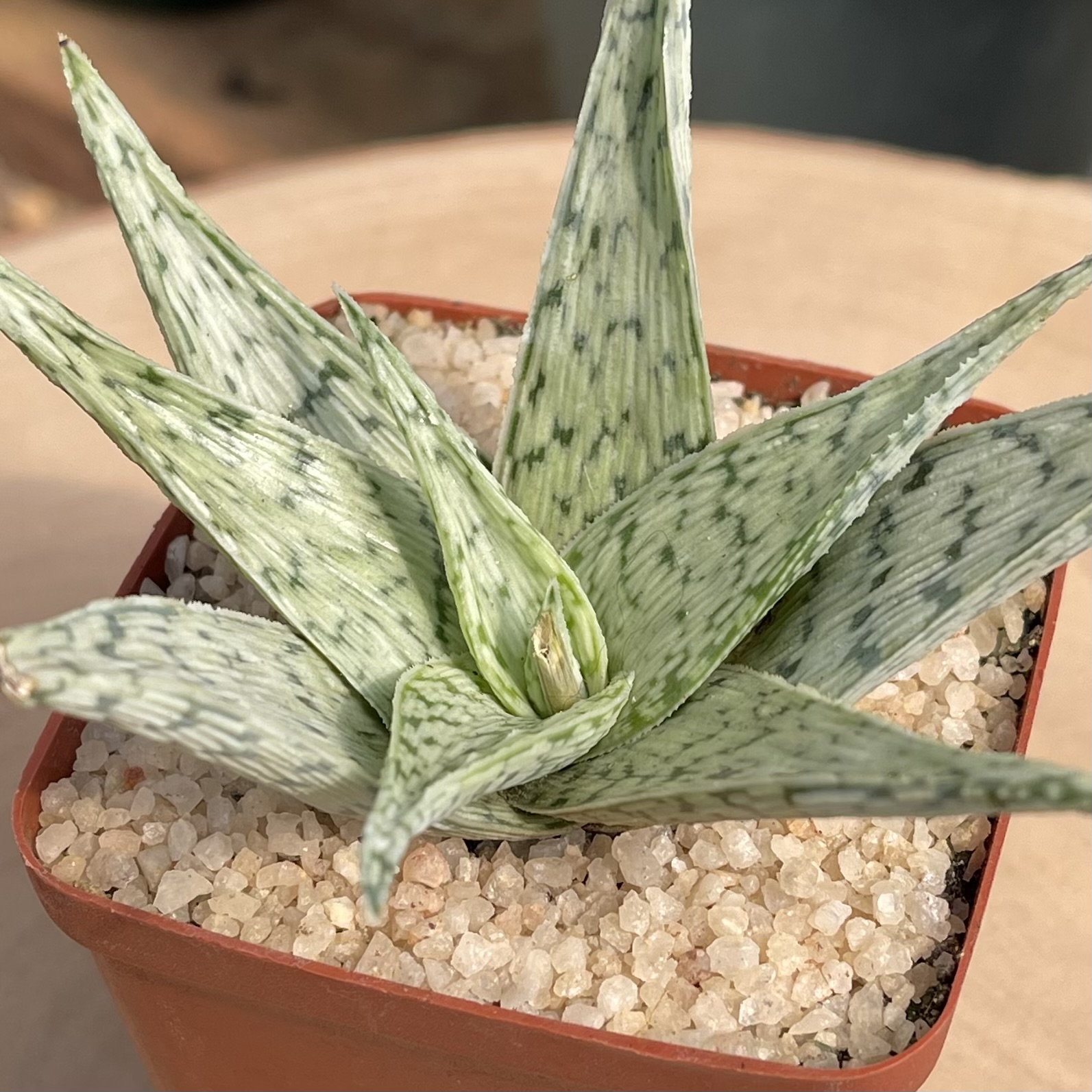 Aloe 'Quick Silver' - Image 2