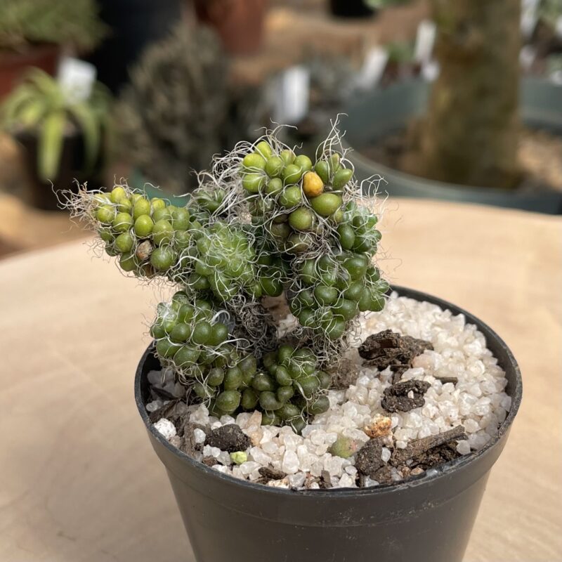 Anacampseros decapitata