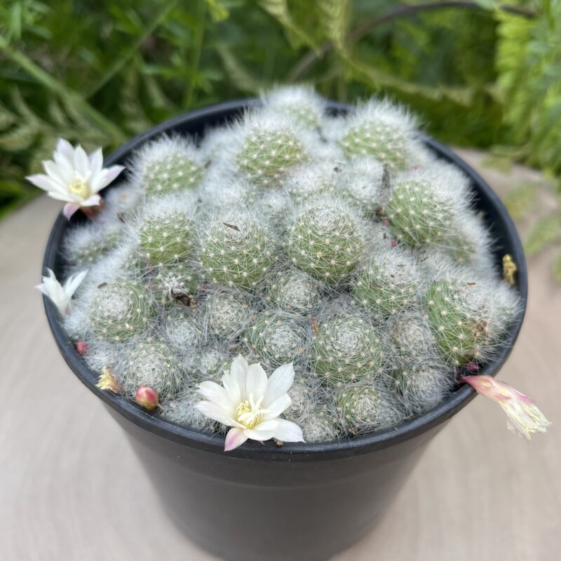 Aylostera albiflora