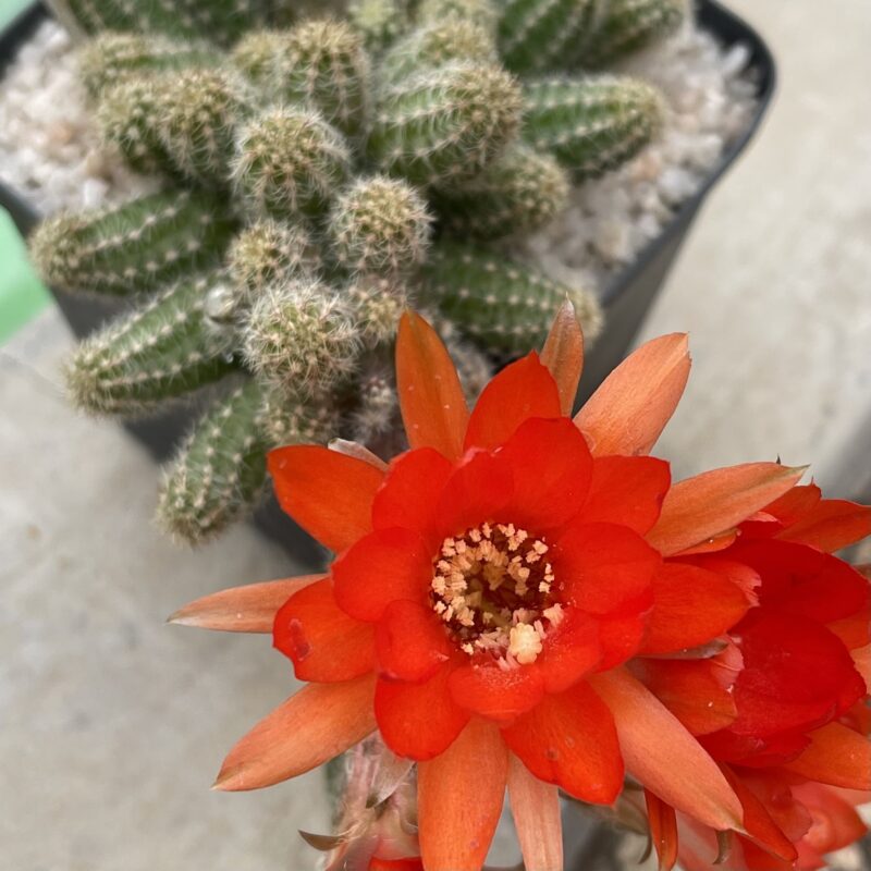Echinopsis chamaecereus (Peanut Cactus)