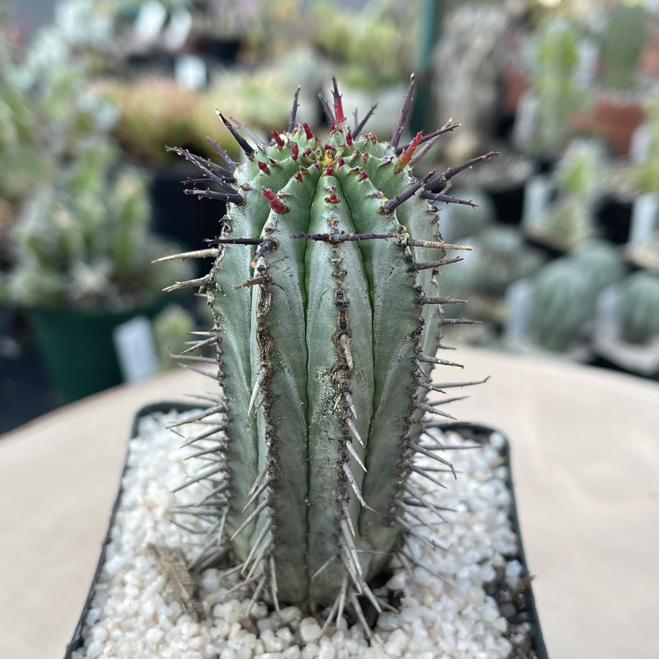 Euphorbia horrida - Image 2