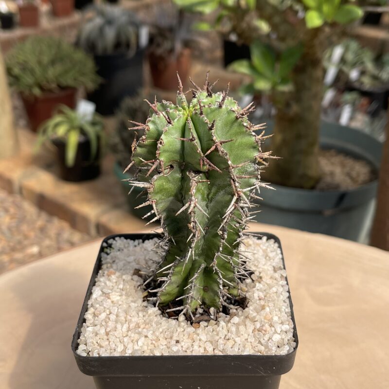 Euphorbia polygona
