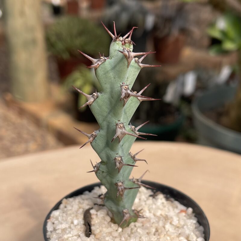 Euphorbia schinzii