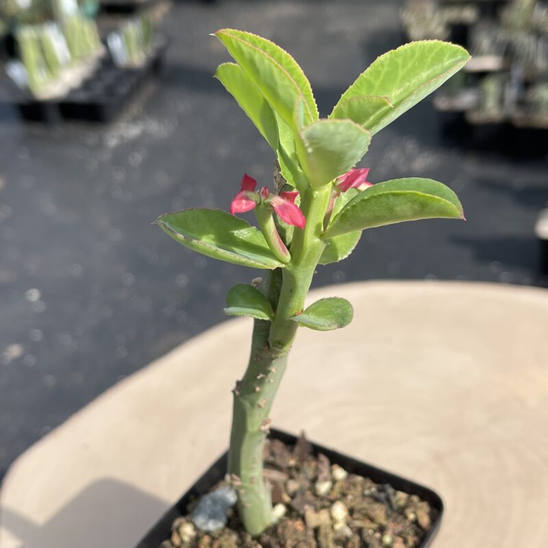 Euphorbia neococcinea
