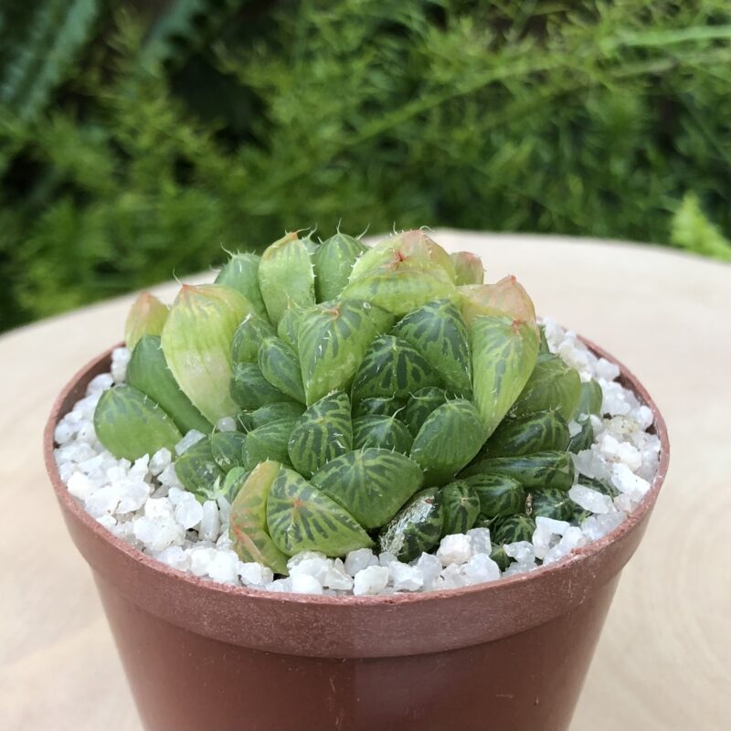 Haworthia cooperi var dielsiana (Eastpoort Station)