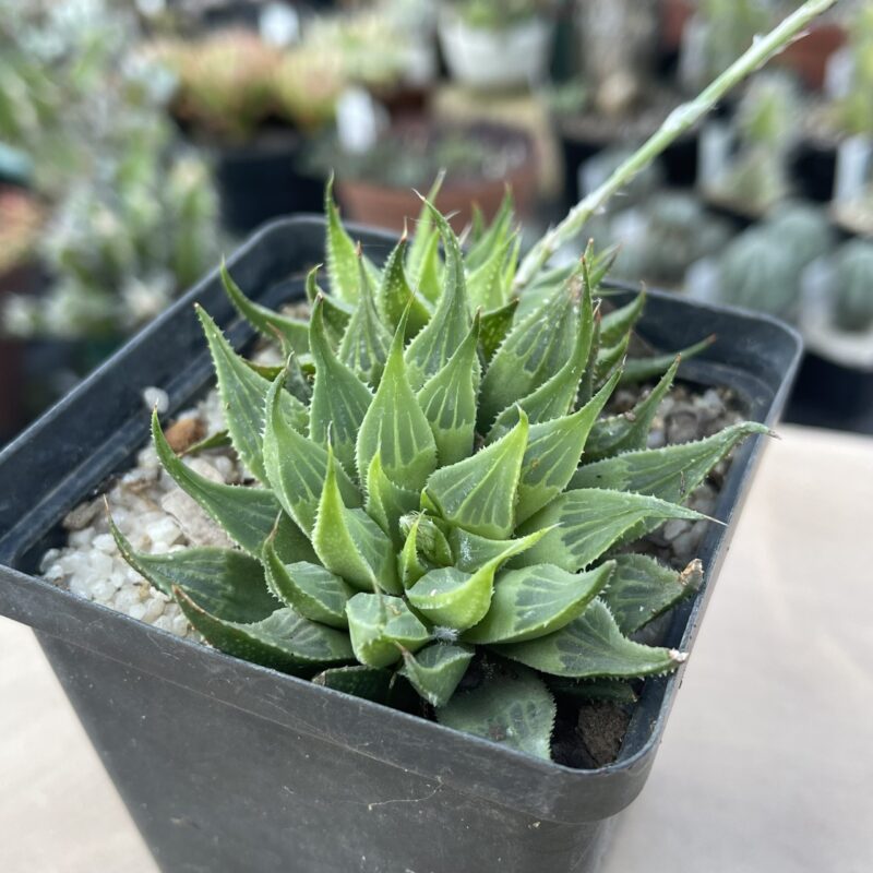 Haworthia emelyae var multifolia MBB78577 (W Muiskraal)