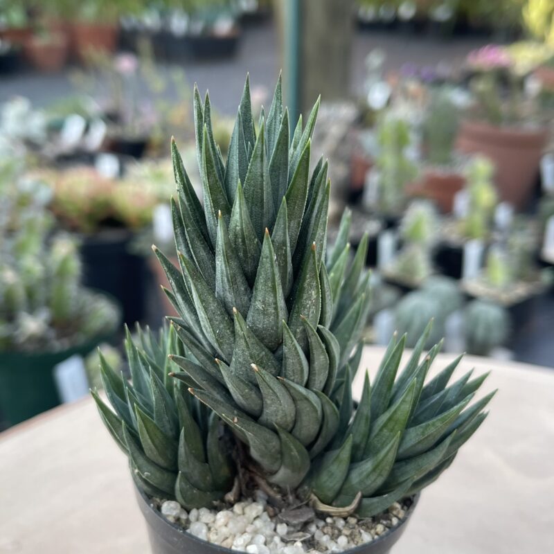 Haworthiopsis glauca (E Perseverance)
