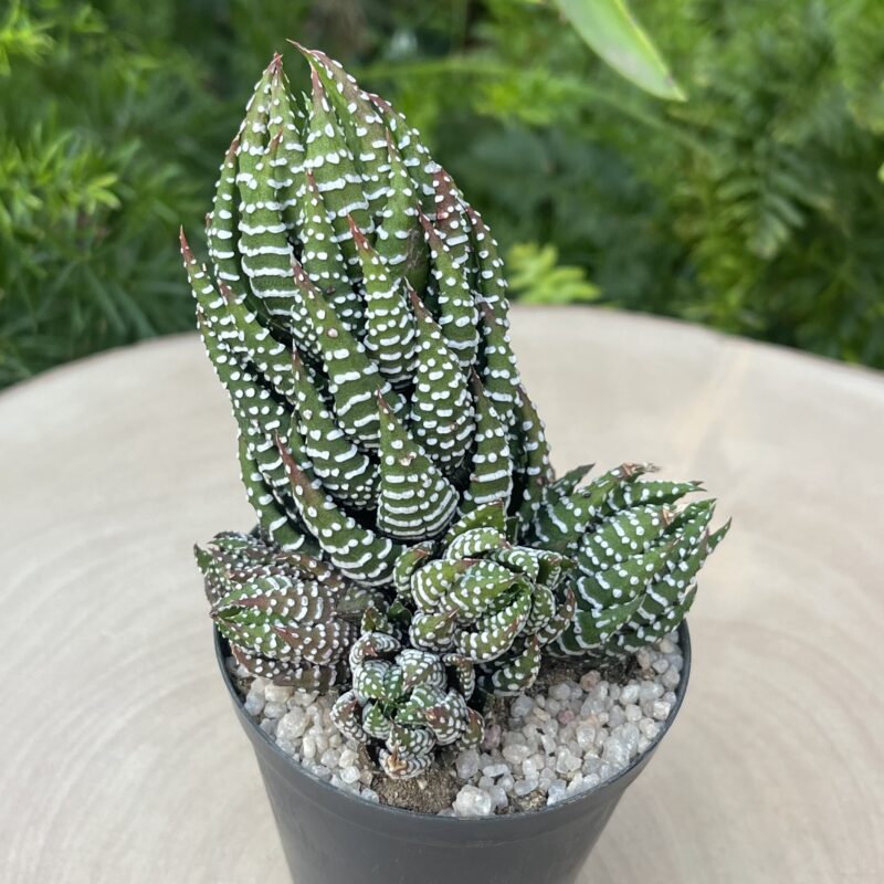 Haworthiopsis reinwardii fma zebrina