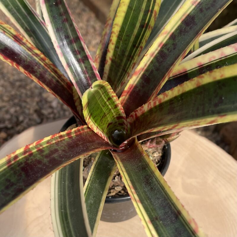Neoregelia 'Fantabulous'