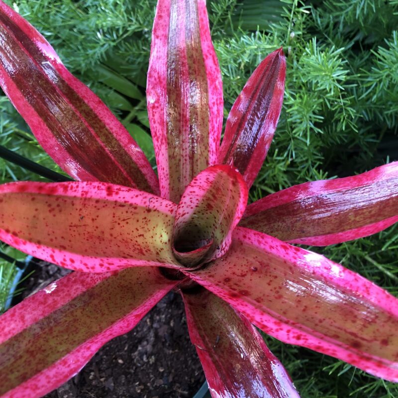 Neoregelia 'Heat Wave'