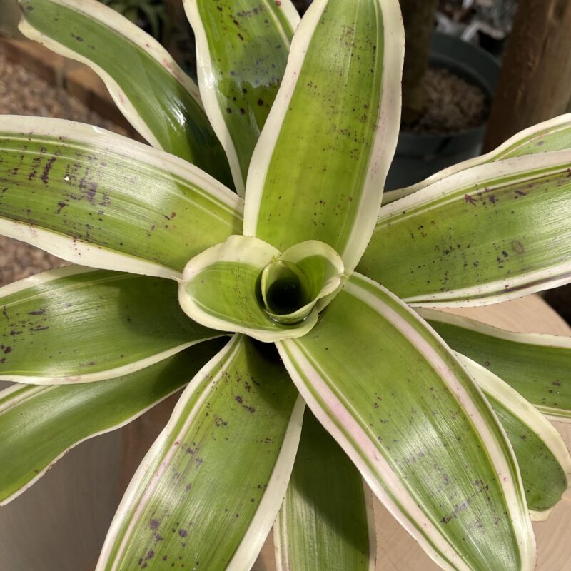 Neoregelia 'Morado'