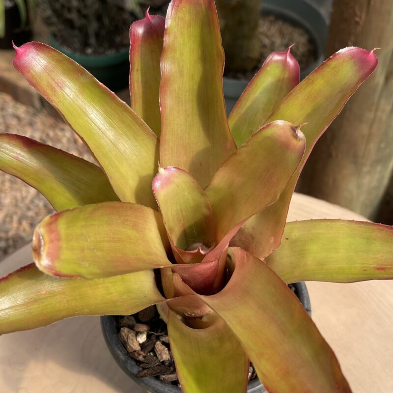 Neoregelia 'Red Ribbons'