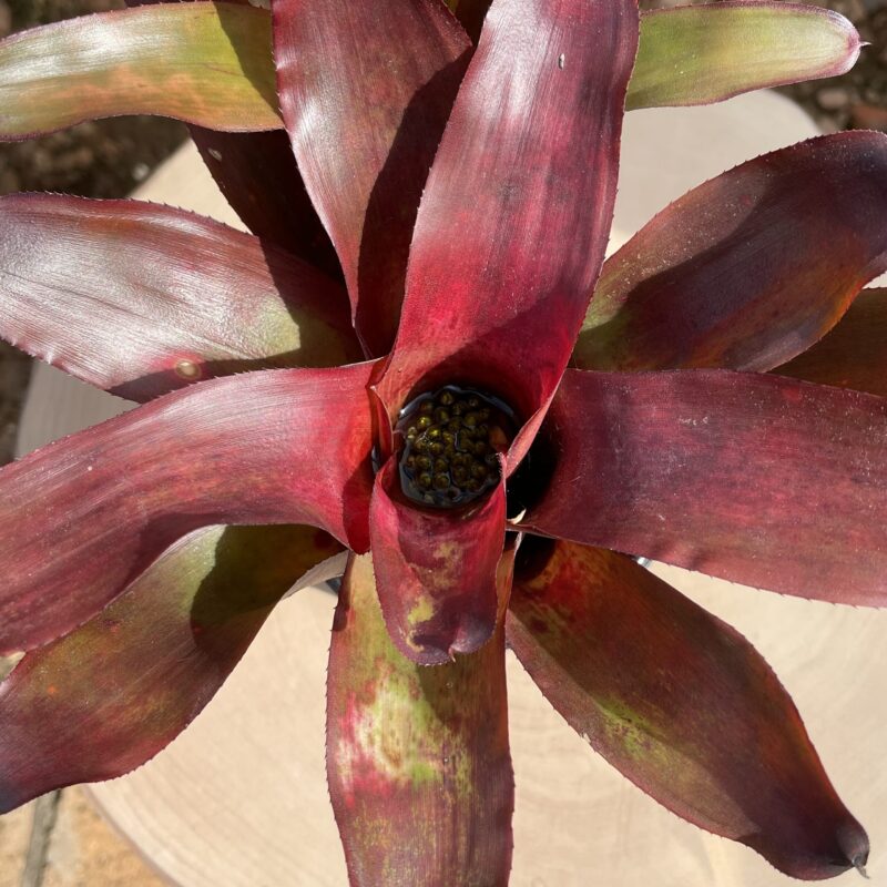 Neoregelia 'Strawberry Sundae'