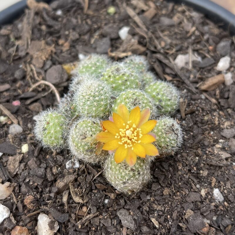Rebutia sp. (Yellow)