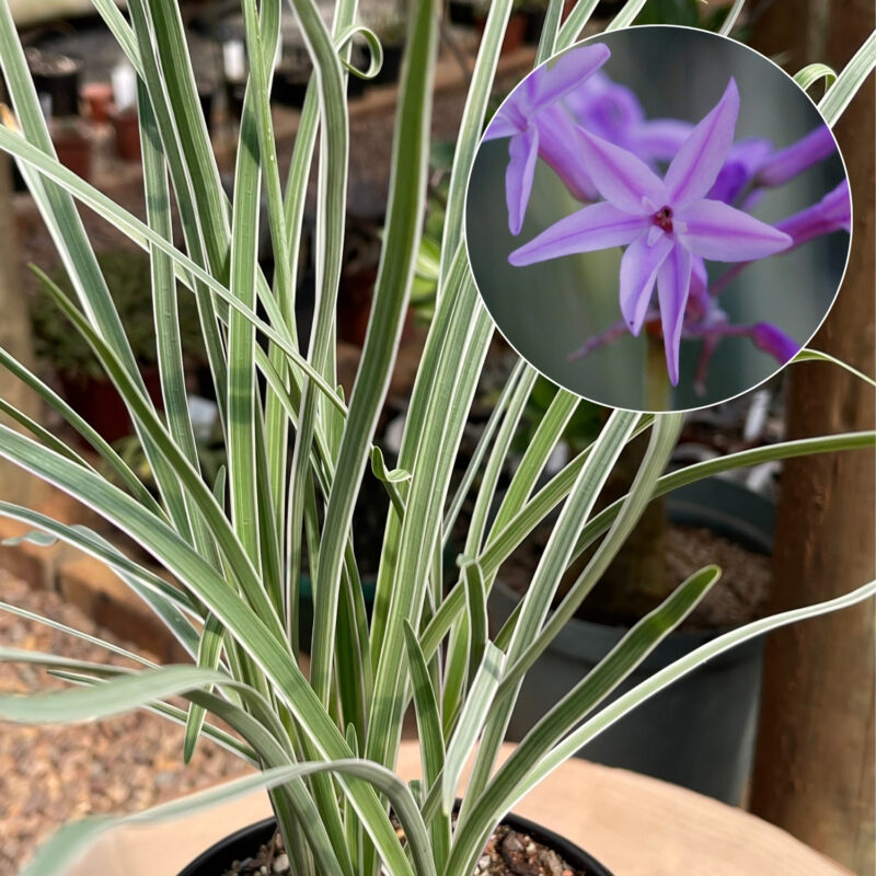 Tulbaghia violacea 'Silver Lace'