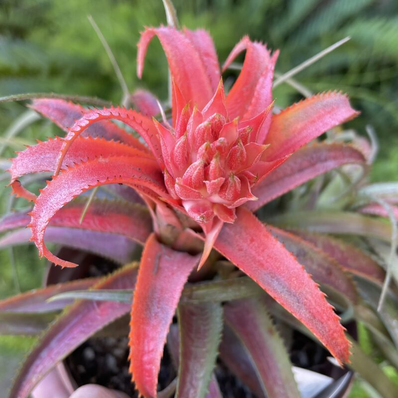 Aechmea recurvata 'Little Surprise'