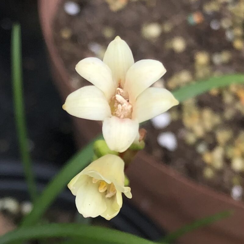 Cyrtanthus mackenii (Cream)