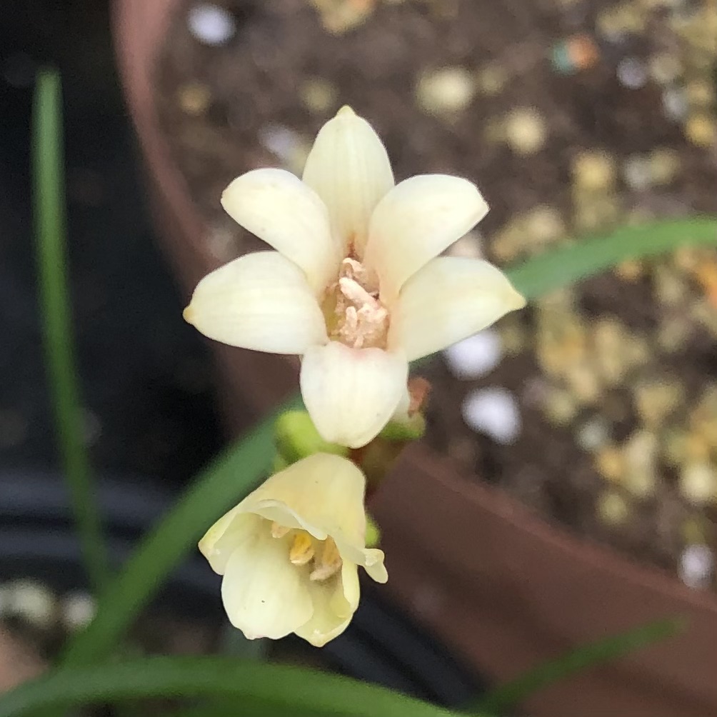 Cyrtanthus mackenii (Cream)