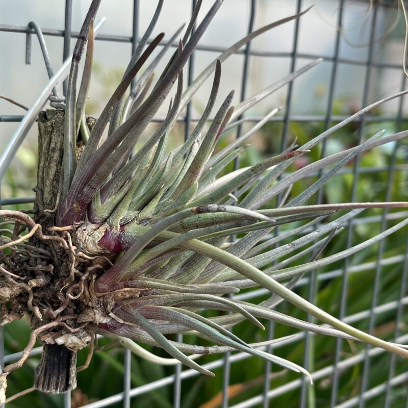 Tillandsia albertiana