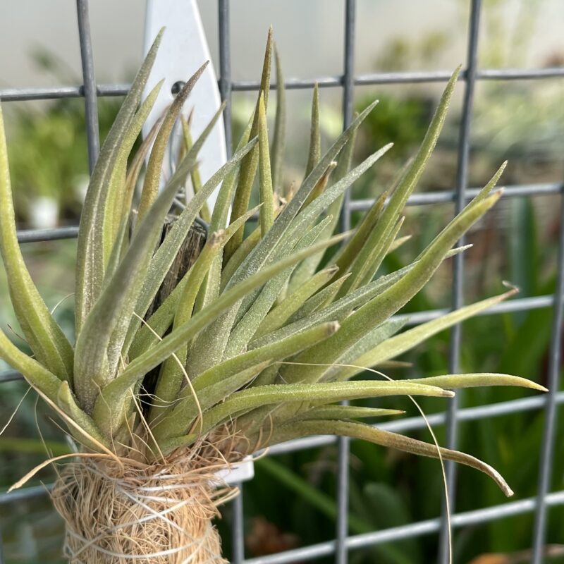 Tillandsia argentina