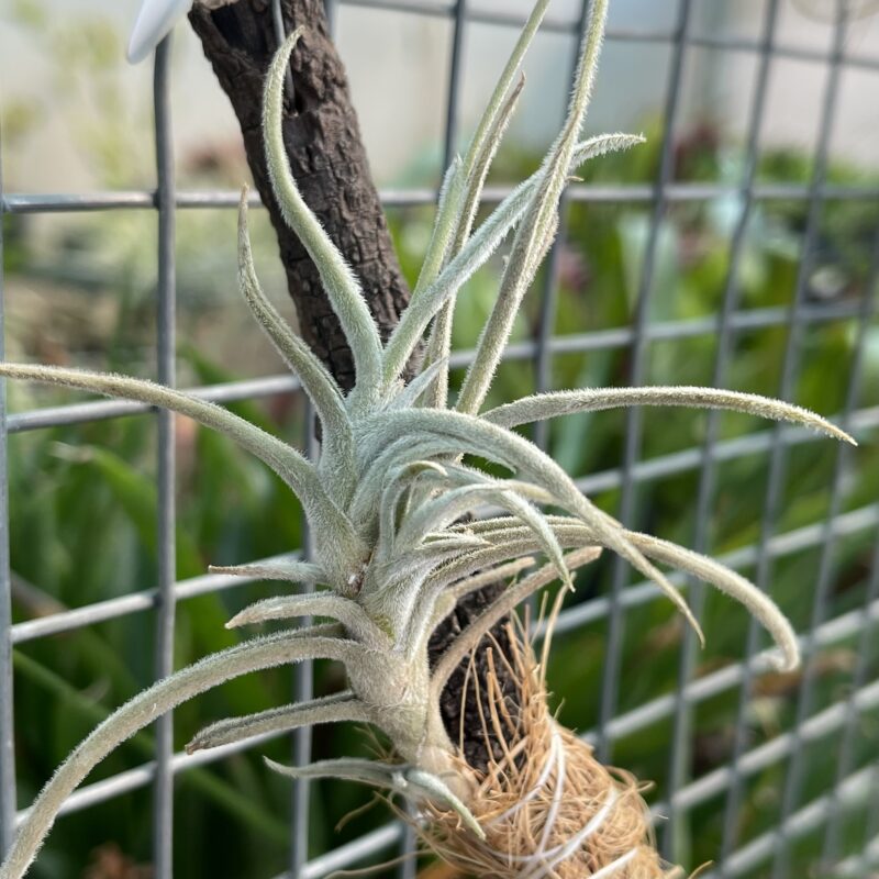 Tillandsia crocata