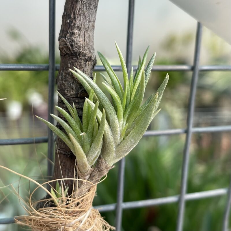 Tillandsia neglecta